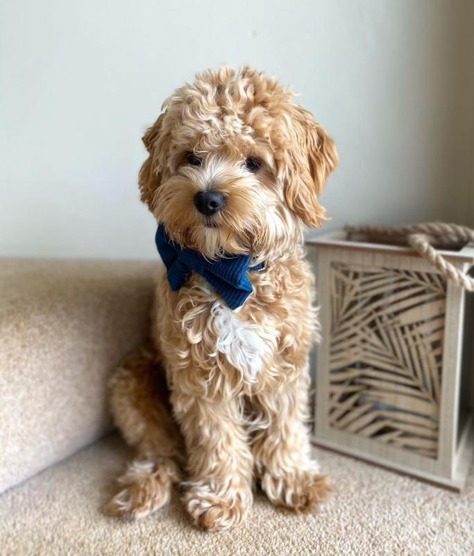 Smart maltipoo puppies for adoption. Image eClassifieds4u