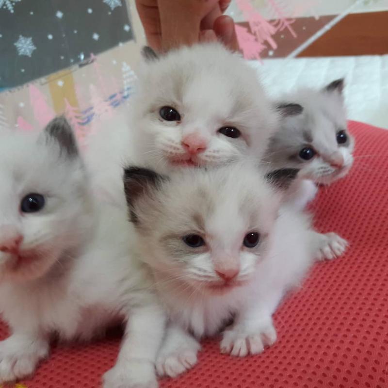 🟥🍁🟥 LOVELY CANADIAN RAGDOLL KITTENS FOR SALE $650🐱🐱 Image eClassifieds4u