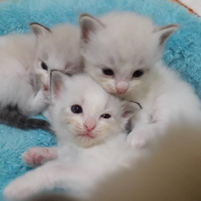 🟥🍁🟥 LOVELY CANADIAN RAGDOLL KITTENS FOR SALE $650🐱🐱 Image eClassifieds4u