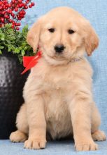C.K.C MALE AND FEMALE GOLDEN RETRIEVERS PUPPIES AVAILABLE