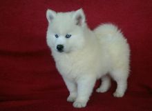 C.K.C MALE AND FEMALE Pomsky Puppies PUPPIES AVAILABLE