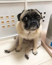 Fine looking pug for free adoption.