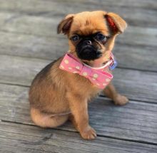 Purebred Griffon puppies available