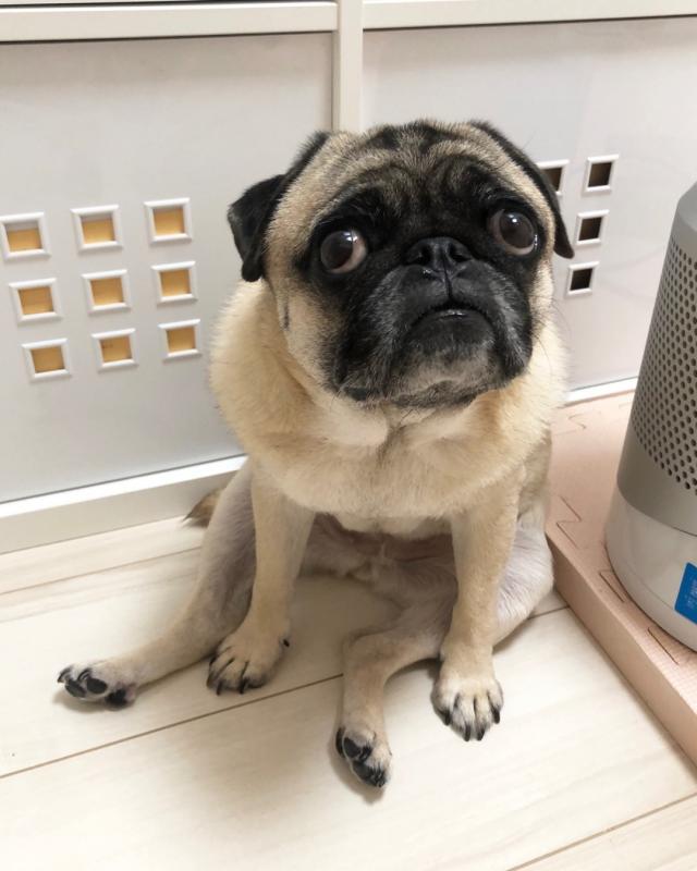 Fine looking pug for free adoption. Image eClassifieds4u