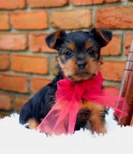 C.K.C MALE AND FEMALE YORKSHIRE TERRIER PUPPIES AVAILABLE Image eClassifieds4U