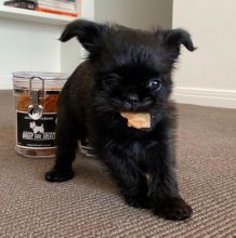 Griffon puppies availabe near me Image eClassifieds4u 3