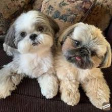 🟥🍁🟥 ADORABLE CANADIAN 💗🍀SHIH TZU🐕🐕PUPPIES 🟥🍁🟥