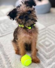 Purebred Brussels Griffon puppies for sale near me
