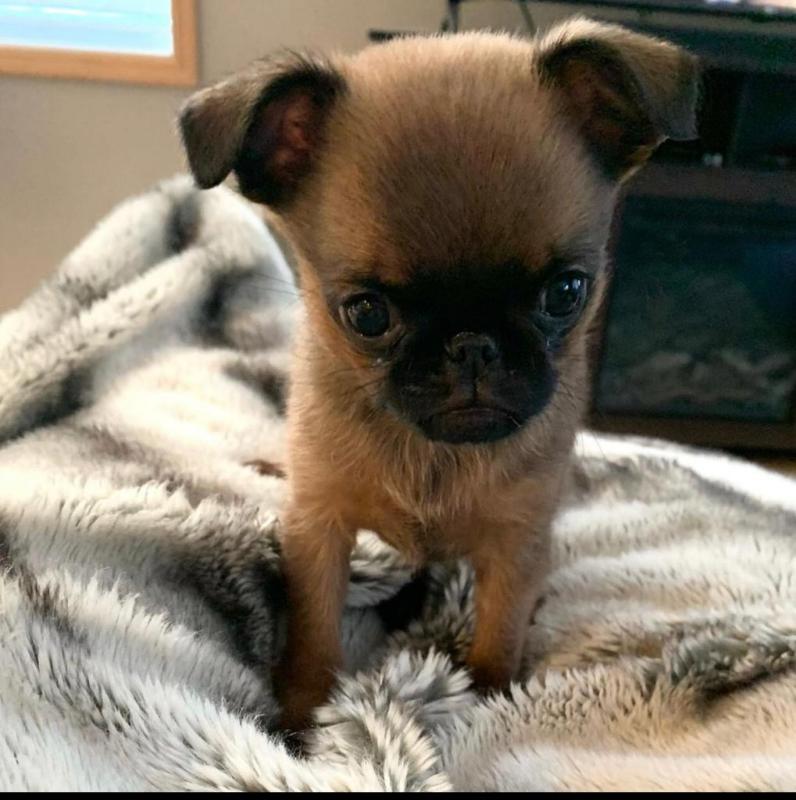 Brussels Griffon puppies available Image eClassifieds4u