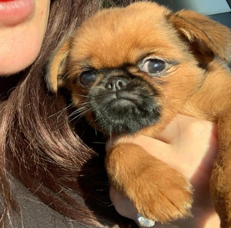 Brussels Griffon puppies available Image eClassifieds4u
