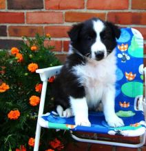 C.K.C MALE AND FEMALE SHELTIE PUPPIES AVAILABLE Image eClassifieds4U