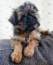 Purebred Griffon male and female available near me Image eClassifieds4u 3