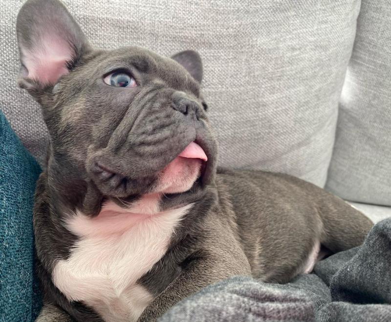 pretty french bulldog for free adoption Image eClassifieds4u