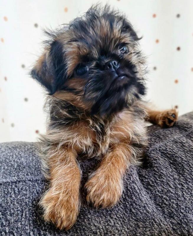 Purebred Brussels Griffon puppies for sale near me Image eClassifieds4u