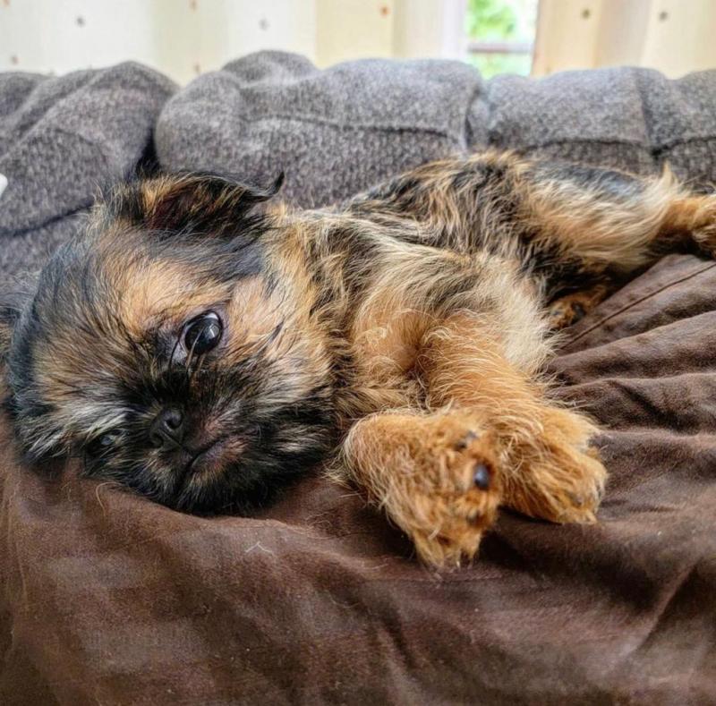 Purebred Griffon puppies available for sale Image eClassifieds4u