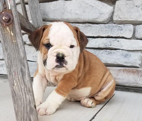 🟥🍁🟥 CANADIAN MALE AND FEMALE ENGLISH BULLDOG PUPPIES AVAILABLE Image eClassifieds4u