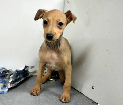 🟥🍁🟥 CANADIAN MALE AND FEMALE ITALIAN GREYHOUND PUPPIES AVAILABLE Image eClassifieds4u