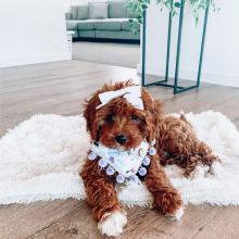 Adorable cavapoo puppies for adoption