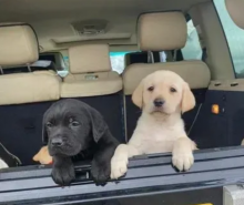 Adorable Labrador puppies available