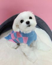 Adorable maltese puppies for adoption