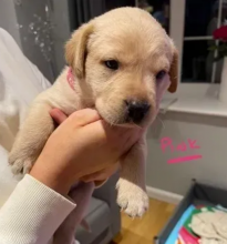 Beautiful Labrador puppies