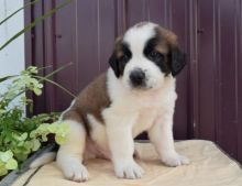 🟥🍁🟥 CANADIAN MALE AND FEMALE SAINT BERNARD PUPPIES AVAILABLE