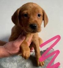 Labrador puppies available for sale