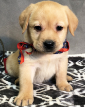 Male and female Labrador Retriever puppies available in Edmonton