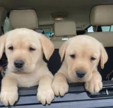 Male and female purebred Labrador puppies available