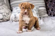 🟥🍁🟥 ADORABLE CANADIAN 💗🍀PIT BULL🐕🐕PUPPIES 🟥🍁🟥