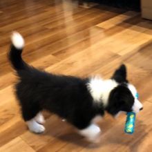 pretty border collie puppies for adoption