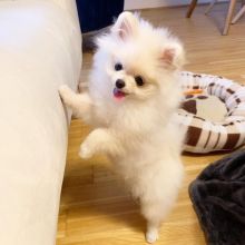 pretty pomeranian puppies for free adoption