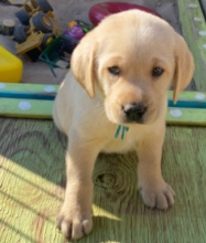 Purebred Labrador puppies for sale