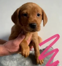 Purebred Labrador retriever puppies near me