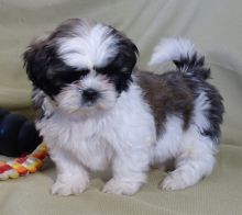 Well socialized Shih tzu Puppies