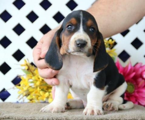 🟥🍁🟥 CANADIAN MALE AND FEMALE BASSET HOUND PUPPIES AVAILABLE Image eClassifieds4u
