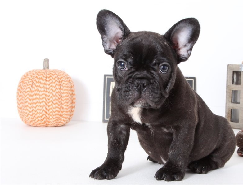 🟥🍁🟥 CANADIAN MALE AND FEMALE FRENCH BULLDOG PUPPIES AVAILABLE Image eClassifieds4u