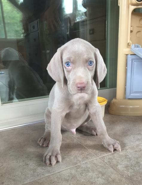 🟥🍁🟥 CANADIAN MALE AND FEMALE WEIMARANER PUPPIES AVAILABLE Image eClassifieds4u