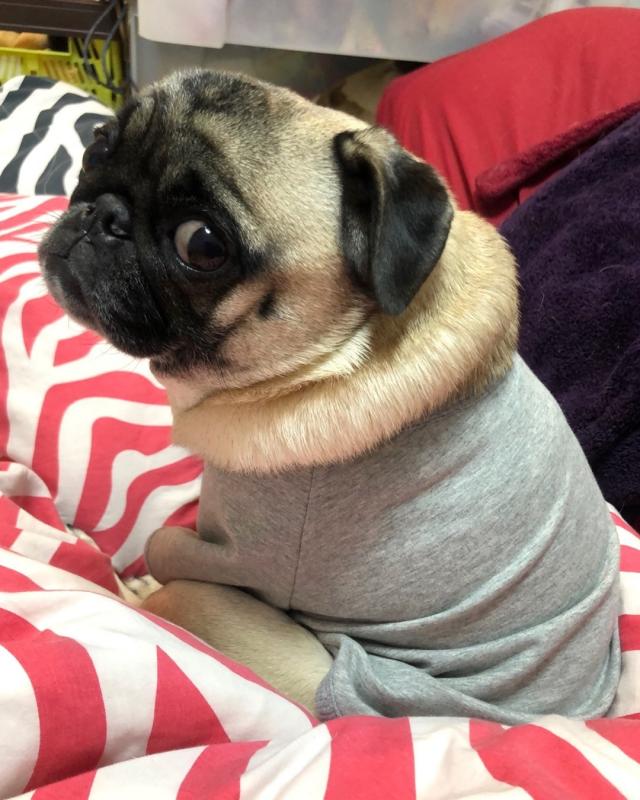 Fine looking pug for free adoption. Image eClassifieds4u