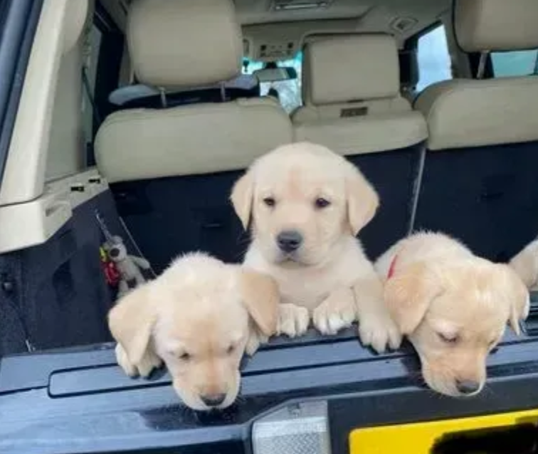 Labrador puppies available for sale Image eClassifieds4u