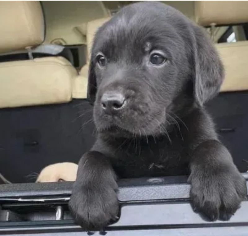 Labrador puppies for sale in Kelowna Image eClassifieds4u