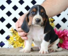 🟥🍁🟥 CANADIAN MALE AND FEMALE BASSET HOUND PUPPIES AVAILABLE Image eClassifieds4U