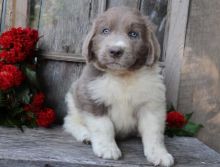 🟥🍁🟥 CANADIAN MALE AND FEMALE NEWFOUNDLAND PUPPIES AVAILABLE Image eClassifieds4U
