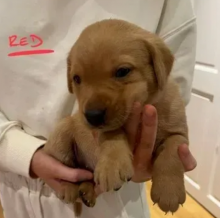 Ckc reg Labrador puppies in montreal Image eClassifieds4u 2