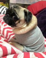 Fine looking pug for free adoption. Image eClassifieds4U