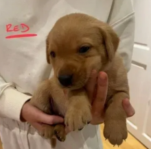 Labrador puppies available for sale Image eClassifieds4u 3