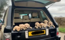 Male and female purebred Labrador puppies available Image eClassifieds4u 2