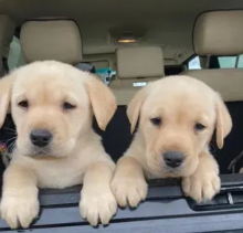 Male and female purebred Labrador puppies available Image eClassifieds4u 1