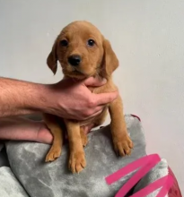 Purebred Labrador retriever puppies near me Image eClassifieds4u 4