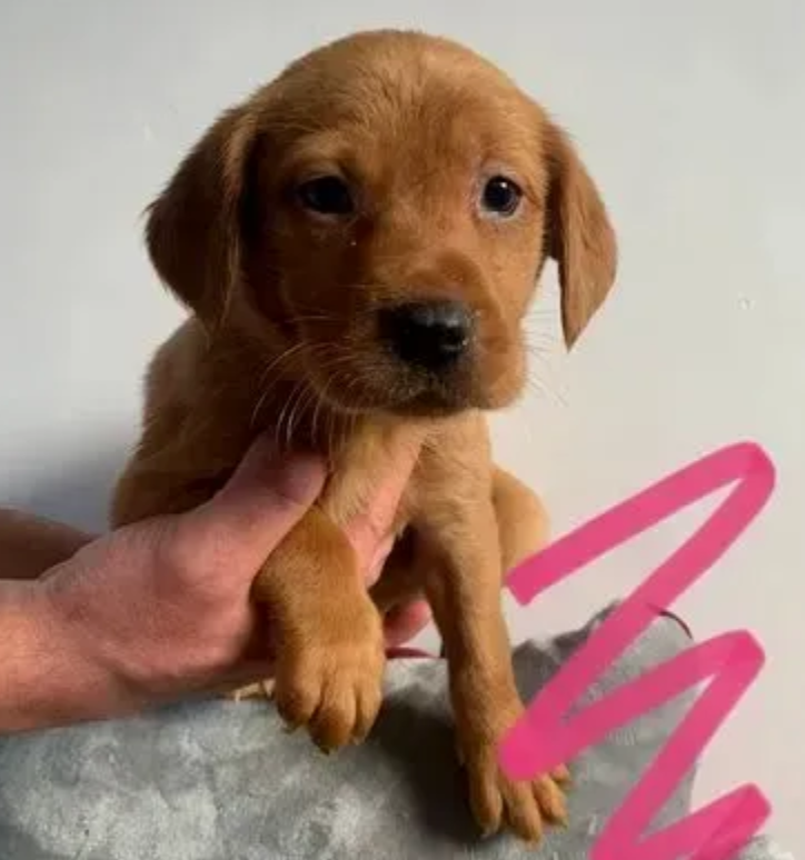 Purebred Labrador retriever puppies near me Image eClassifieds4u